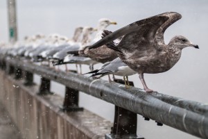 Gulls, Bronx, NY