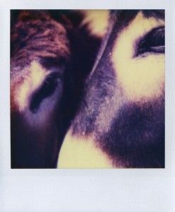 Deux Donkey, Polaroid